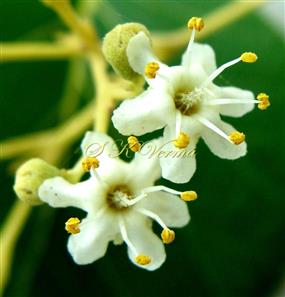   Flowers with corolla, 6 Stamens and Pistil with bifid stigma
